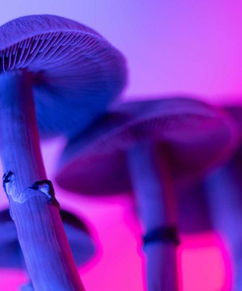 Why did magic mushrooms evolve? We may finally have the answer