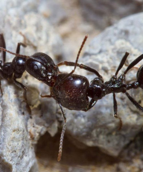 Ants attack their nest-mates because pollution changes their smell