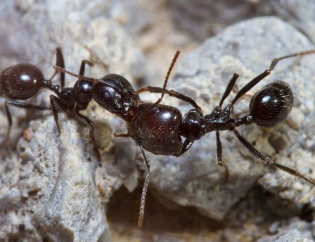 Ants attack their nest-mates because pollution changes their smell