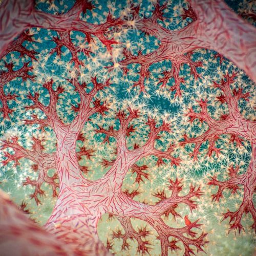 Five stunning images from the Close-up Photographer of the Year awards