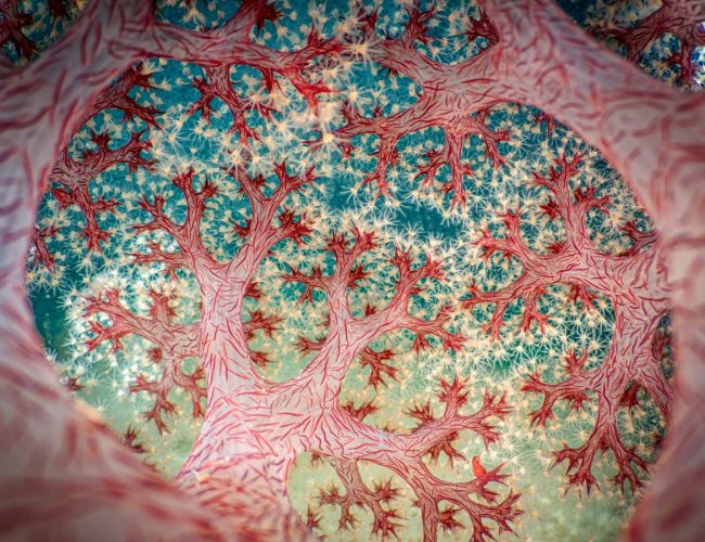 Five stunning images from the Close-up Photographer of the Year awards