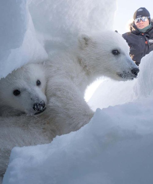 Polar bears are getting fatter in the fastest-warming place on Earth