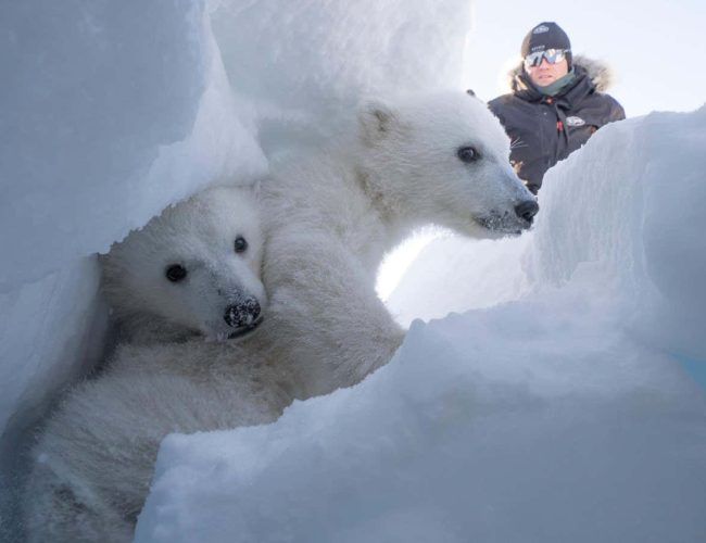 Polar bears are getting fatter in the fastest-warming place on Earth