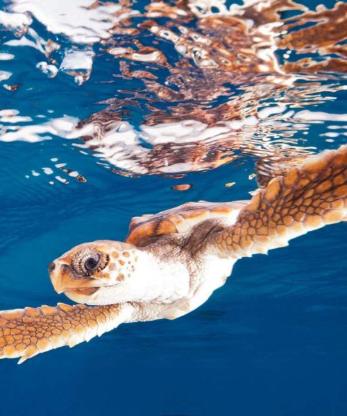 Sea turtles may be more resilient to global warming than we thought