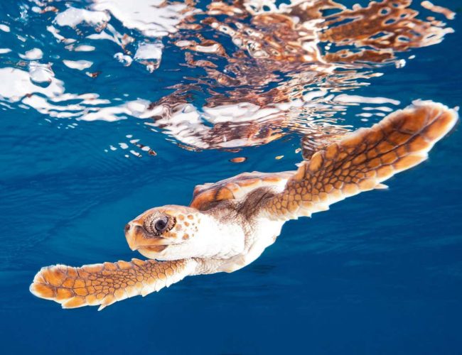 Sea turtles may be more resilient to global warming than we thought