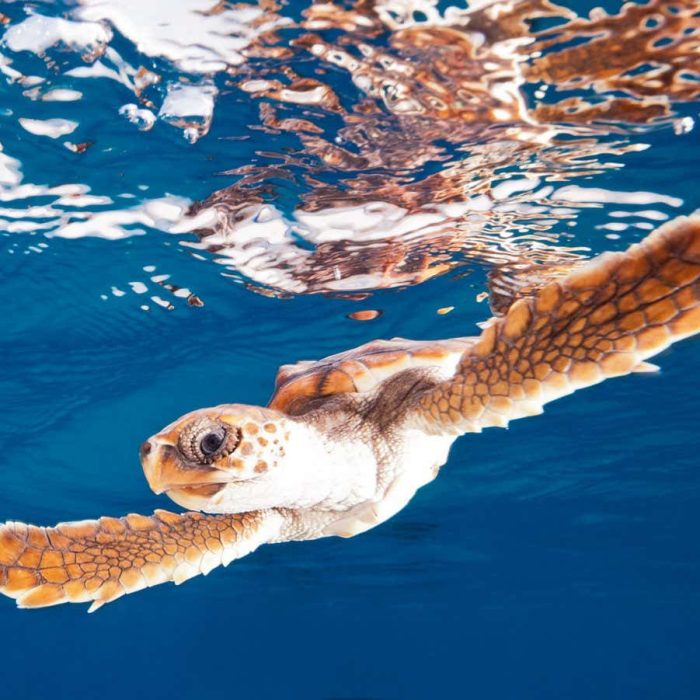 Sea turtles may be more resilient to global warming than we thought