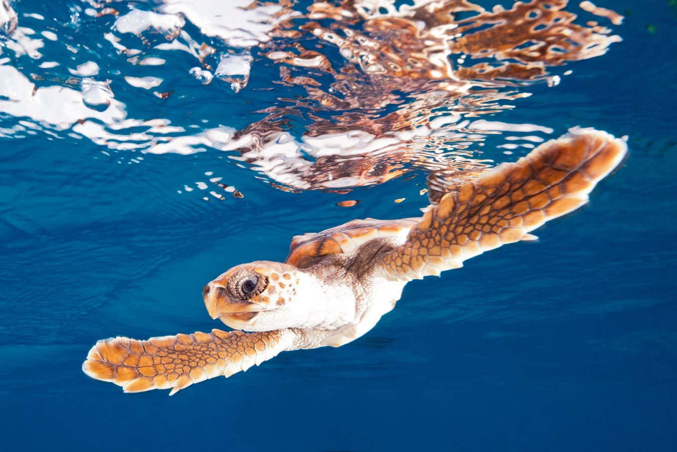 Juvenile Loggerhead Turtle