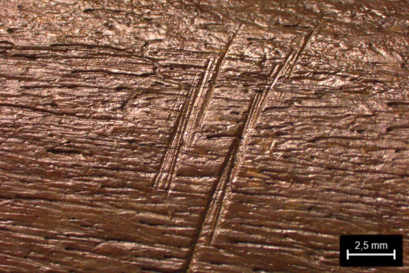 Ancient bones reveal vivid details of a Neanderthal elephant hunt ...