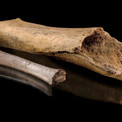 Ancient bones reveal vivid details of a Neanderthal elephant hunt