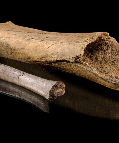 Ancient bones reveal vivid details of a Neanderthal elephant hunt