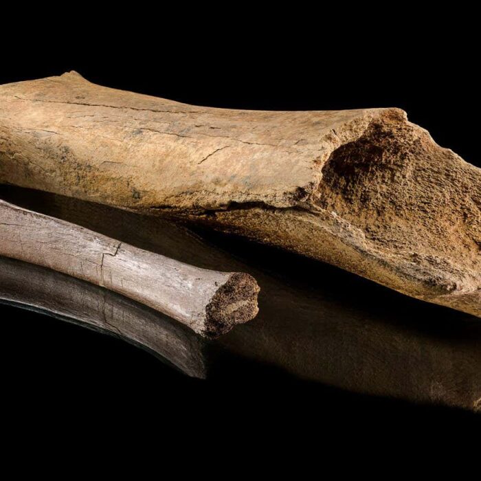 Ancient bones reveal vivid details of a Neanderthal elephant hunt