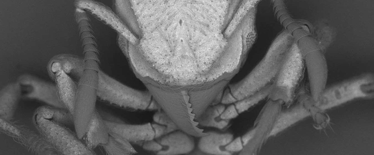 Ants capture carbon dioxide from the air and turn it into armour