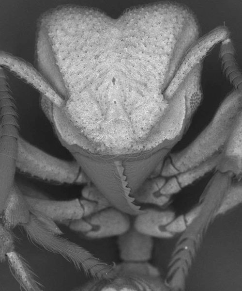 Ants capture carbon dioxide from the air and turn it into armour