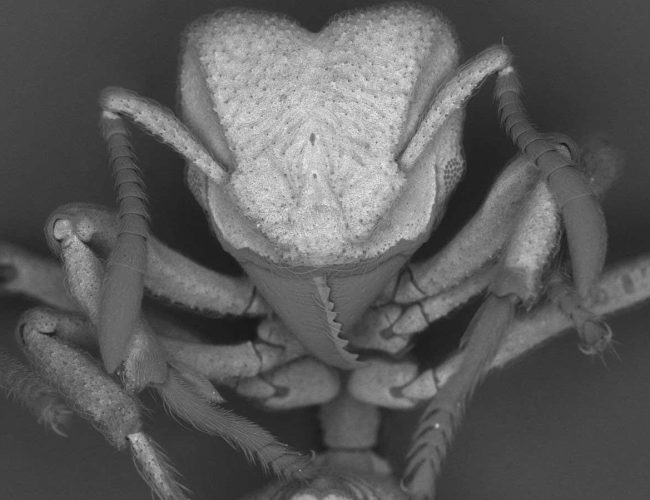 Ants capture carbon dioxide from the air and turn it into armour