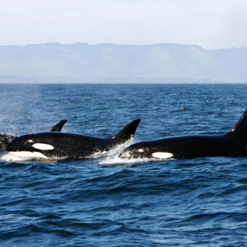 Cannibalism may explain why some orcas stay in family groups