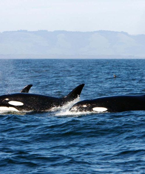 Cannibalism may explain why some orcas stay in family groups