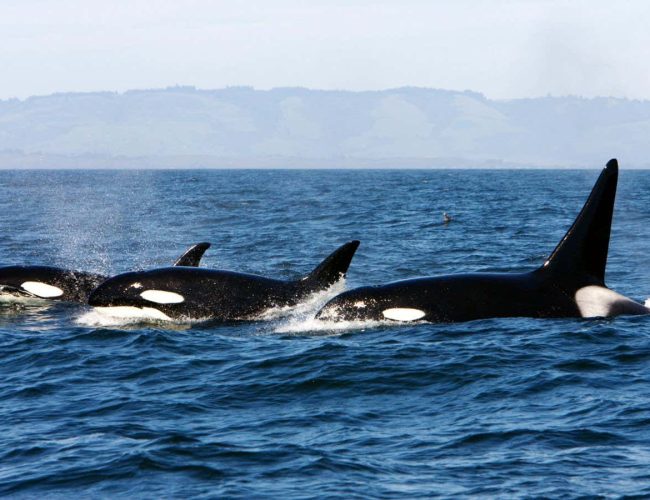 Cannibalism may explain why some orcas stay in family groups