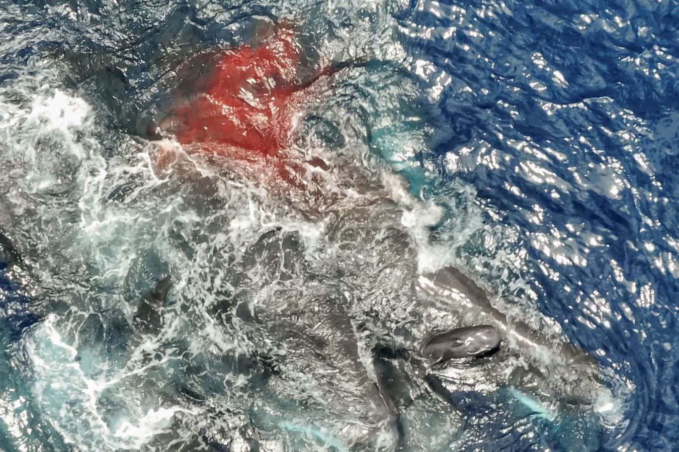 The newborn sperm whale emerges from the water post birth (bottom right) and is supported by female sperm whales from Unit A.