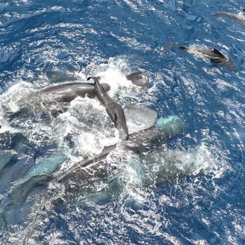 First glimpse of sperm whale birth reveals teamwork to support newborn