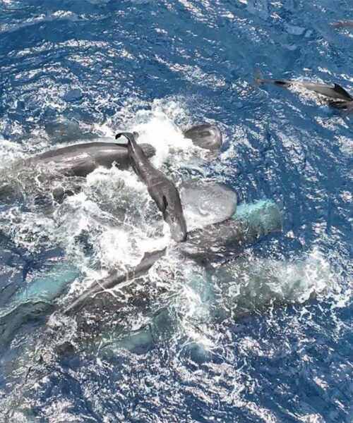 First glimpse of sperm whale birth reveals teamwork to support newborn
