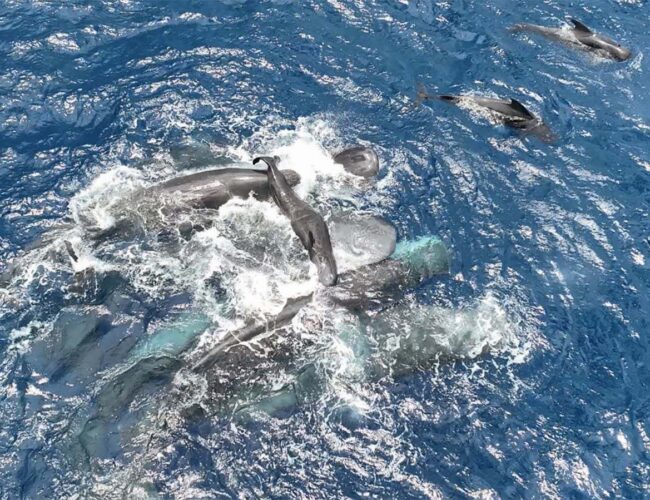 First glimpse of sperm whale birth reveals teamwork to support newborn