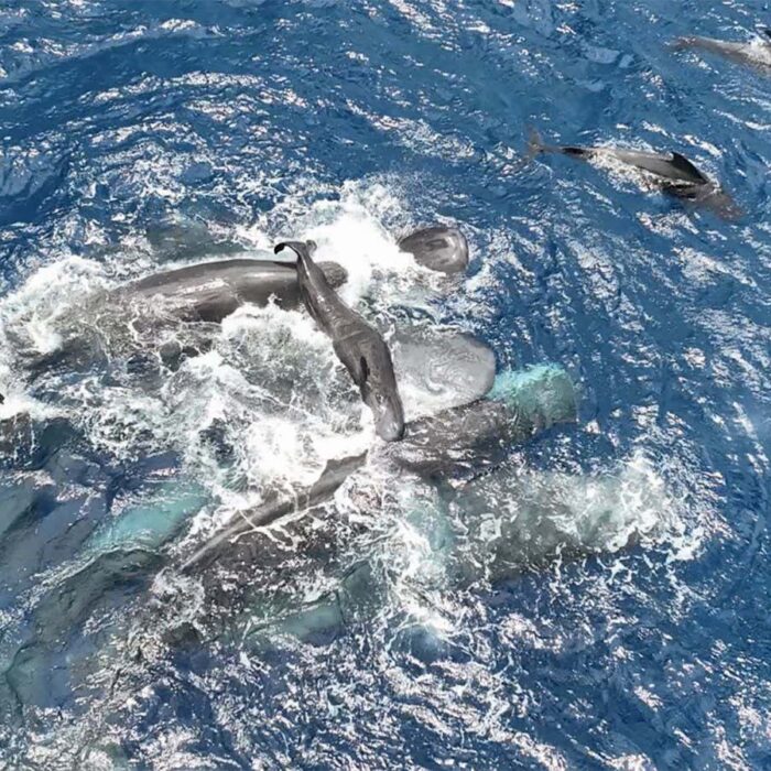 First glimpse of sperm whale birth reveals teamwork to support newborn
