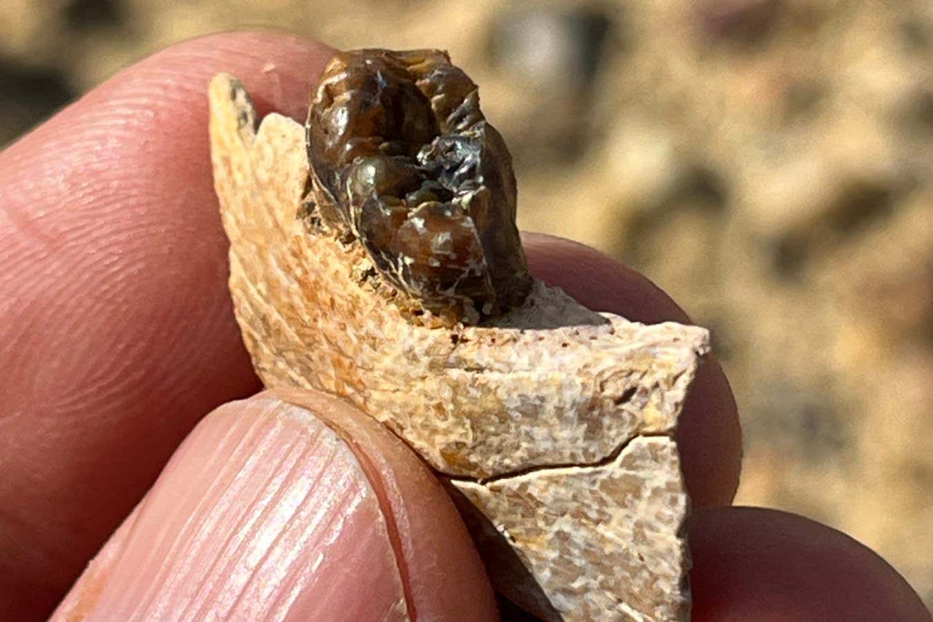 Masripithecus moghraensis mandibular fragment with right M3 at the moment of discovery.