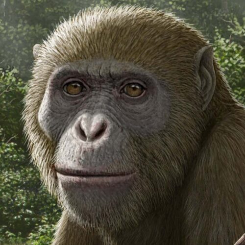 Fossils discovered in Egypt may be the closest ancestor of all apes