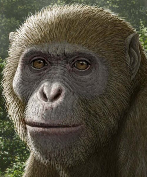 Fossils discovered in Egypt may be the closest ancestor of all apes