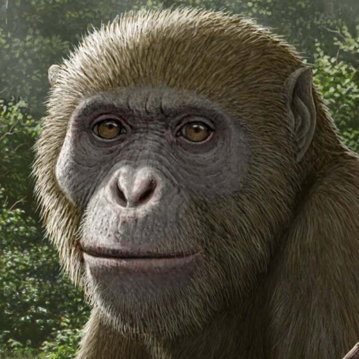 Fossils discovered in Egypt may be the closest ancestor of all apes