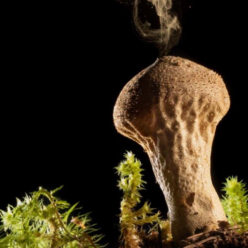 How our ancestors used mushrooms to change the course of human history