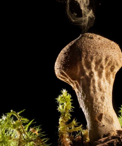 How our ancestors used mushrooms to change the course of human history