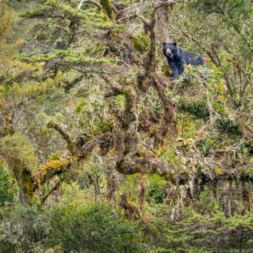 Rare Andean bear captured in stunning photograph