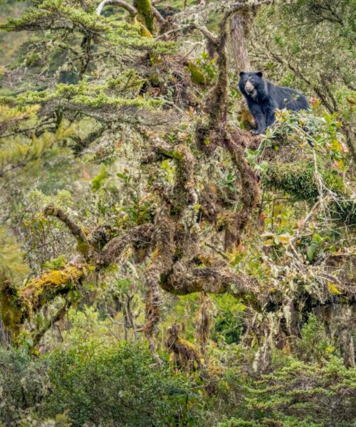 Rare Andean bear captured in stunning photograph