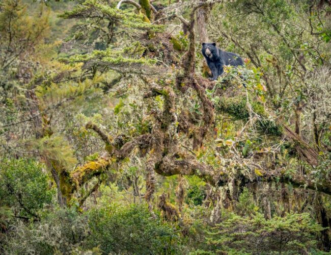 Rare Andean bear captured in stunning photograph