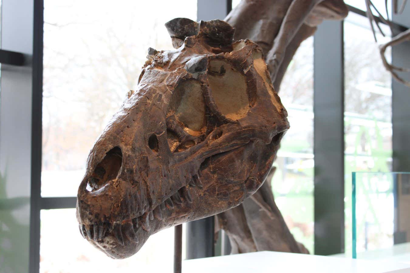 The Nanotyrannus lancensis skull found in 1942 on display at the Cleveland Museum of Natural History.