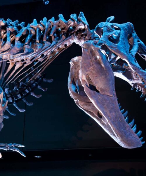 The shocking fossils that show T. rex wasn’t the king of the dinosaurs