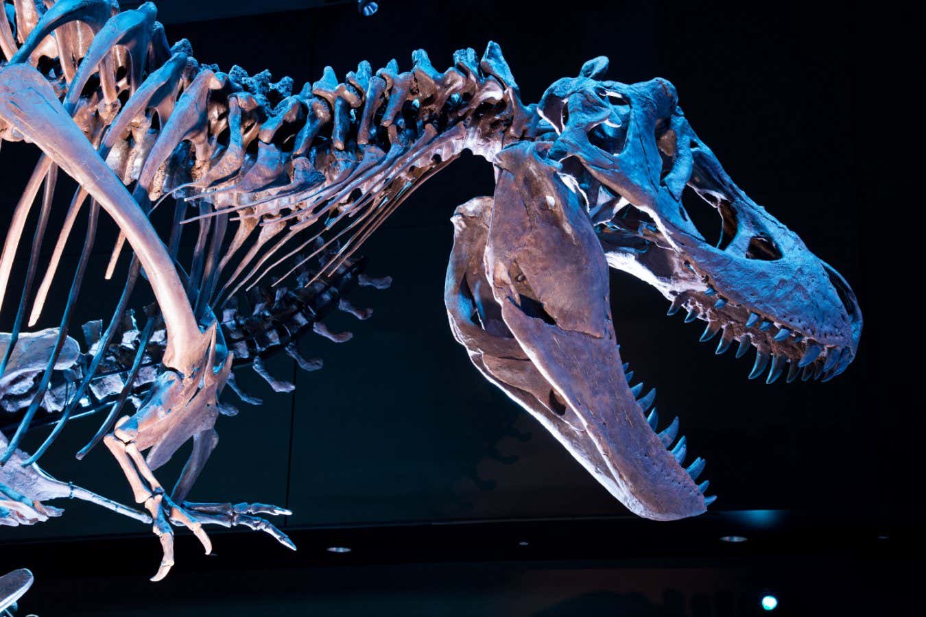 Fossil skeleton of Tyrannosaurus Rex