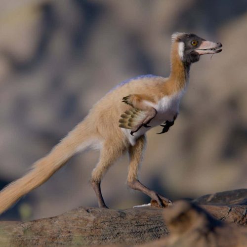 Tiny predatory dinosaur weighed less than a chicken