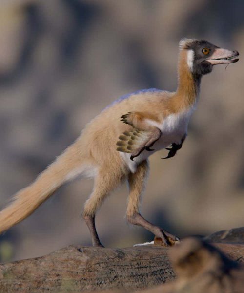 Tiny predatory dinosaur weighed less than a chicken