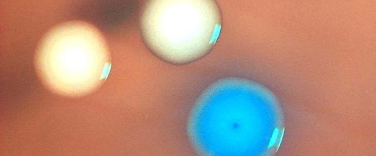 ‘Zombie’ cells created by transplanting genomes into dead bacteria