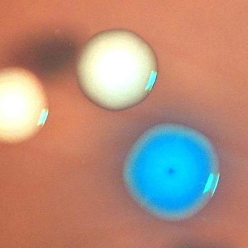 ‘Zombie’ cells created by transplanting genomes into dead bacteria