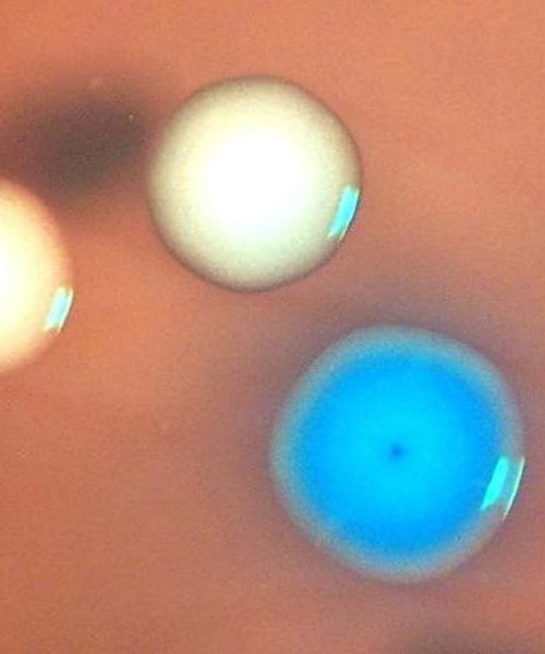 ‘Zombie’ cells created by transplanting genomes into dead bacteria