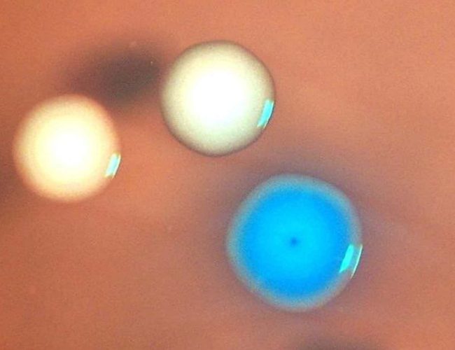 ‘Zombie’ cells created by transplanting genomes into dead bacteria