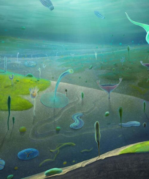 Surprise fossil discoveries push back the evolution of complex animals