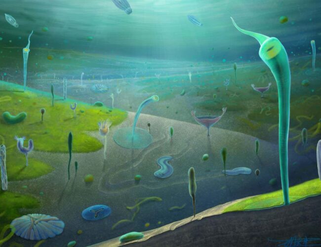 Surprise fossil discoveries push back the evolution of complex animals