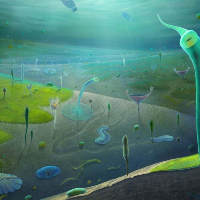 Surprise fossil discoveries push back the evolution of complex animals