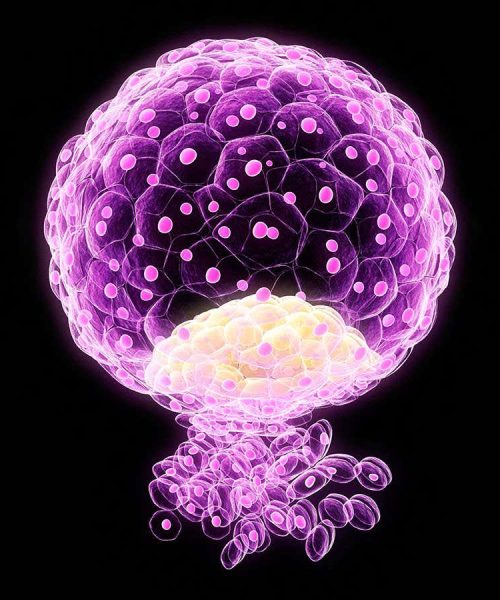 Embryos made without sperm or eggs reveal why many pregnancies fail