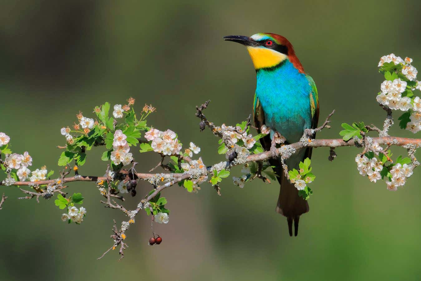 A European bee-eater. These birds can appear to act altruistically by helping raise their sibling raise their chicks