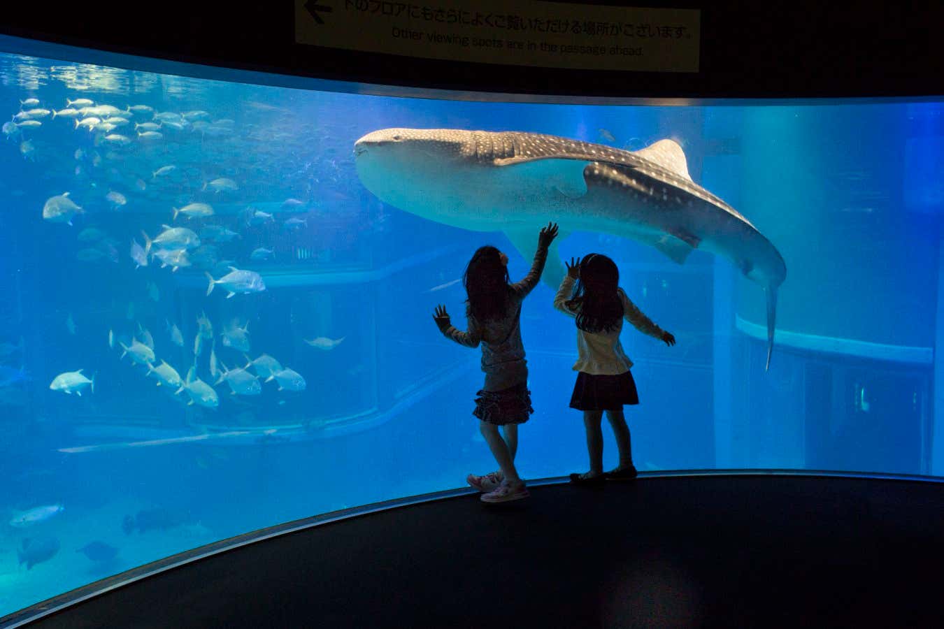 Children at an aquarium. According to the gene's-eye view of evolution, all lifeforms are just vehicles to propagate genes